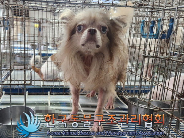 종료(반환) 치와와…